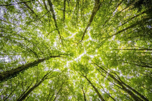 Foreste e terreni agricoli, la nuova frontiera degli investimenti sostenibili