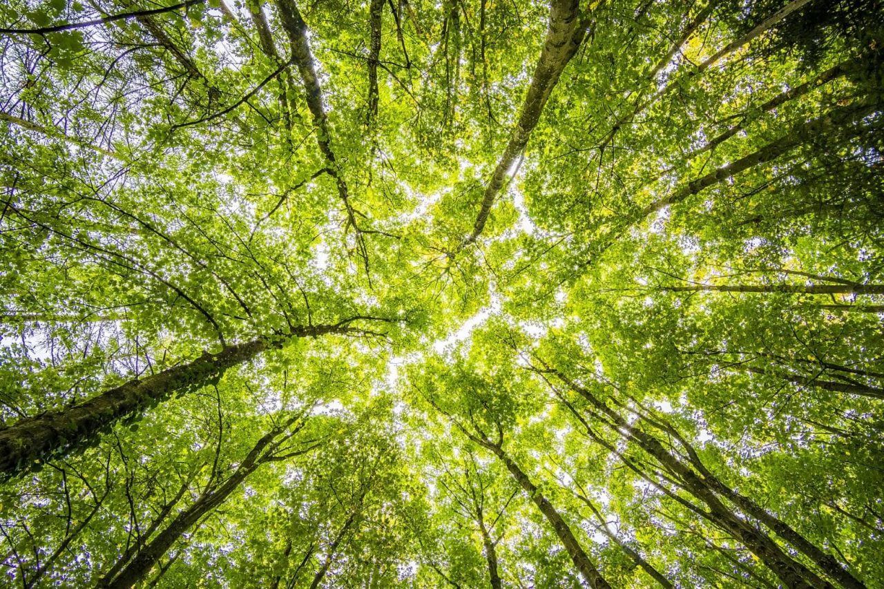 Rapporto tra clima e foreste nei negoziati intermedi delle Nazioni Unite