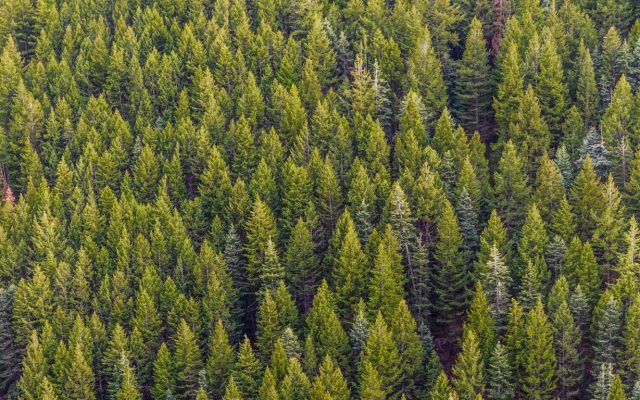 Patuanelli: gestione forestale sostenibile delle foreste italiane e aumento del prelievo legnoso