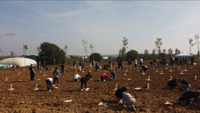 Forestazione urbana: alberi a Maranello (MO)