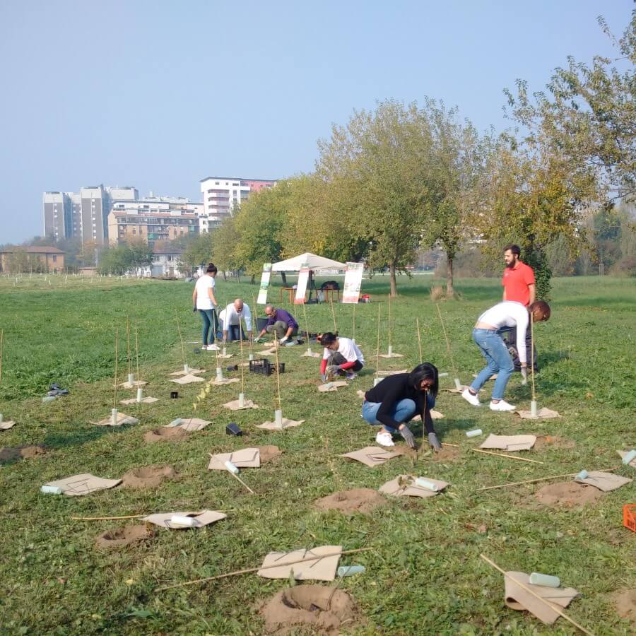 Forestazione urbana