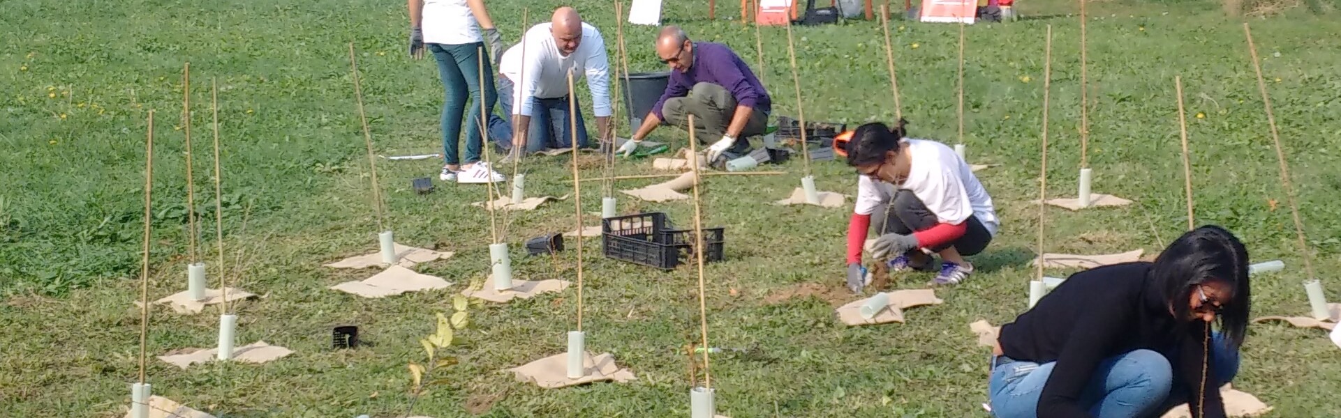 Forestazione urbana