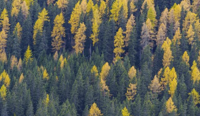 Think Forestry, il progetto di Intesa Sanpaolo per la riforestazione e la tutela del capitale naturale.