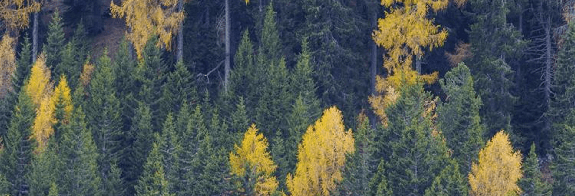 Think Forestry, il progetto di Intesa Sanpaolo per la riforestazione e la tutela del capitale naturale