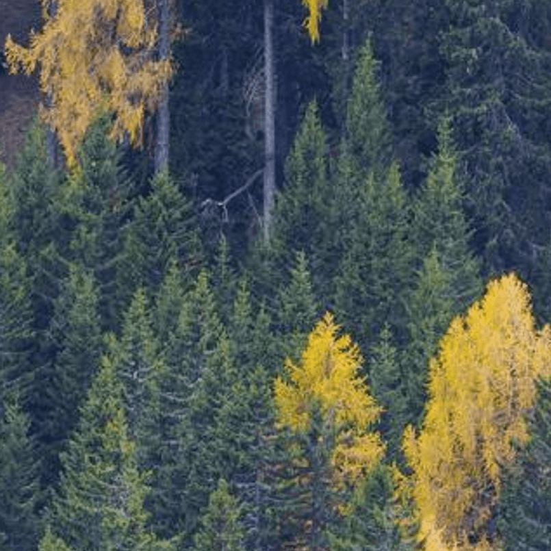 Think Forestry, il progetto di Intesa Sanpaolo per la riforestazione e la tutela del capitale naturale