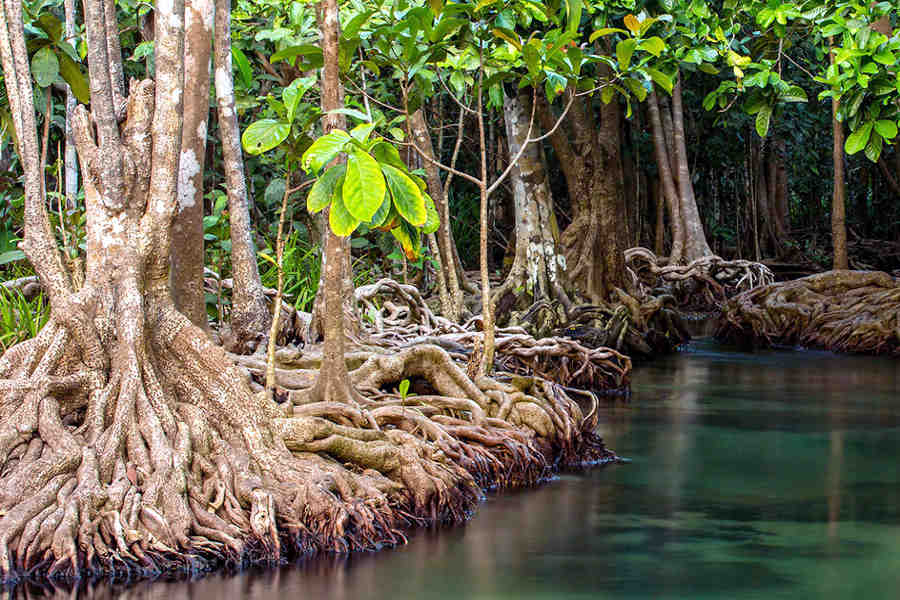 Tutela della biodiversità come strumento di contrasto al cambiamento climatico