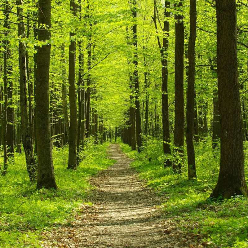 Mirka Italia, insieme a Rete Clima, partecipa alla forestazione urbana di Nova Milanese