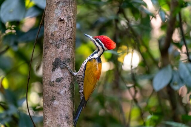 Nature Credits® (Biodiversity Credits): la misura della tutela e del ripristino di ecosistemi e biodiversità