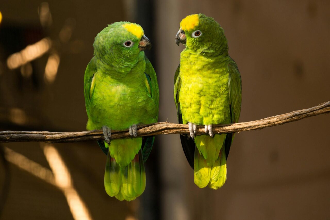 nature credits biodiversity credits crediti di biodiversità natura