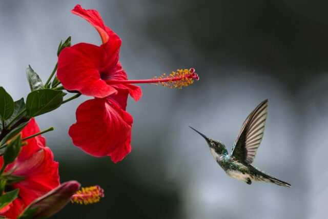 Quanto vale la natura ed il capitale naturale? La parola al MASE
