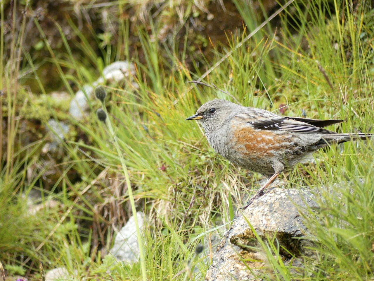 biodiversità aziende ISO nature positive