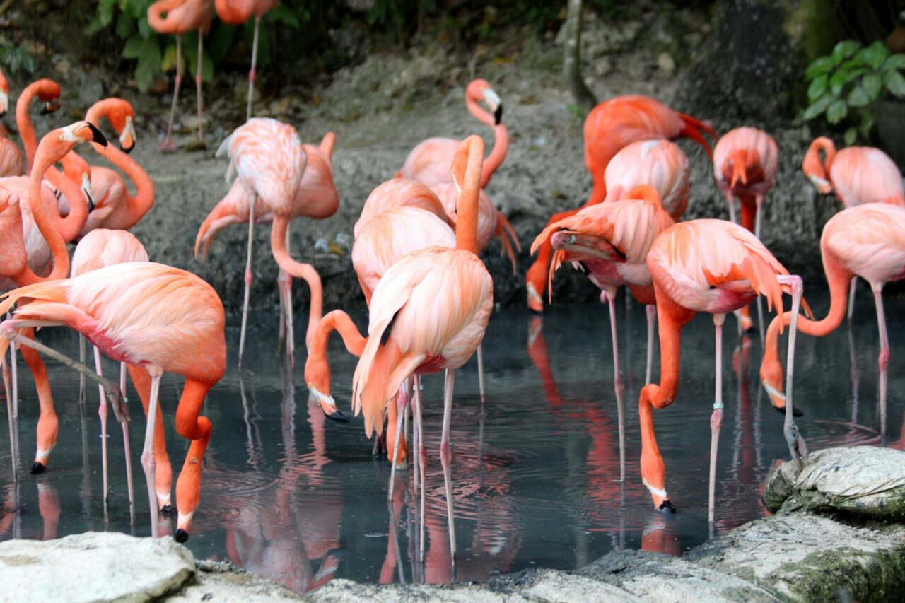 biodiversità aziende ISO nature positive