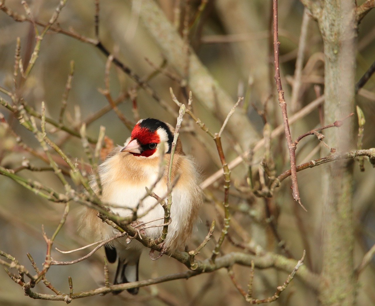 Nature restoration law