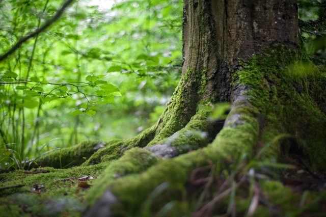 A Milano nasce il Bosco della Corporate Social Responsibility (CSR – Responsabilità Sociale di Impresa)