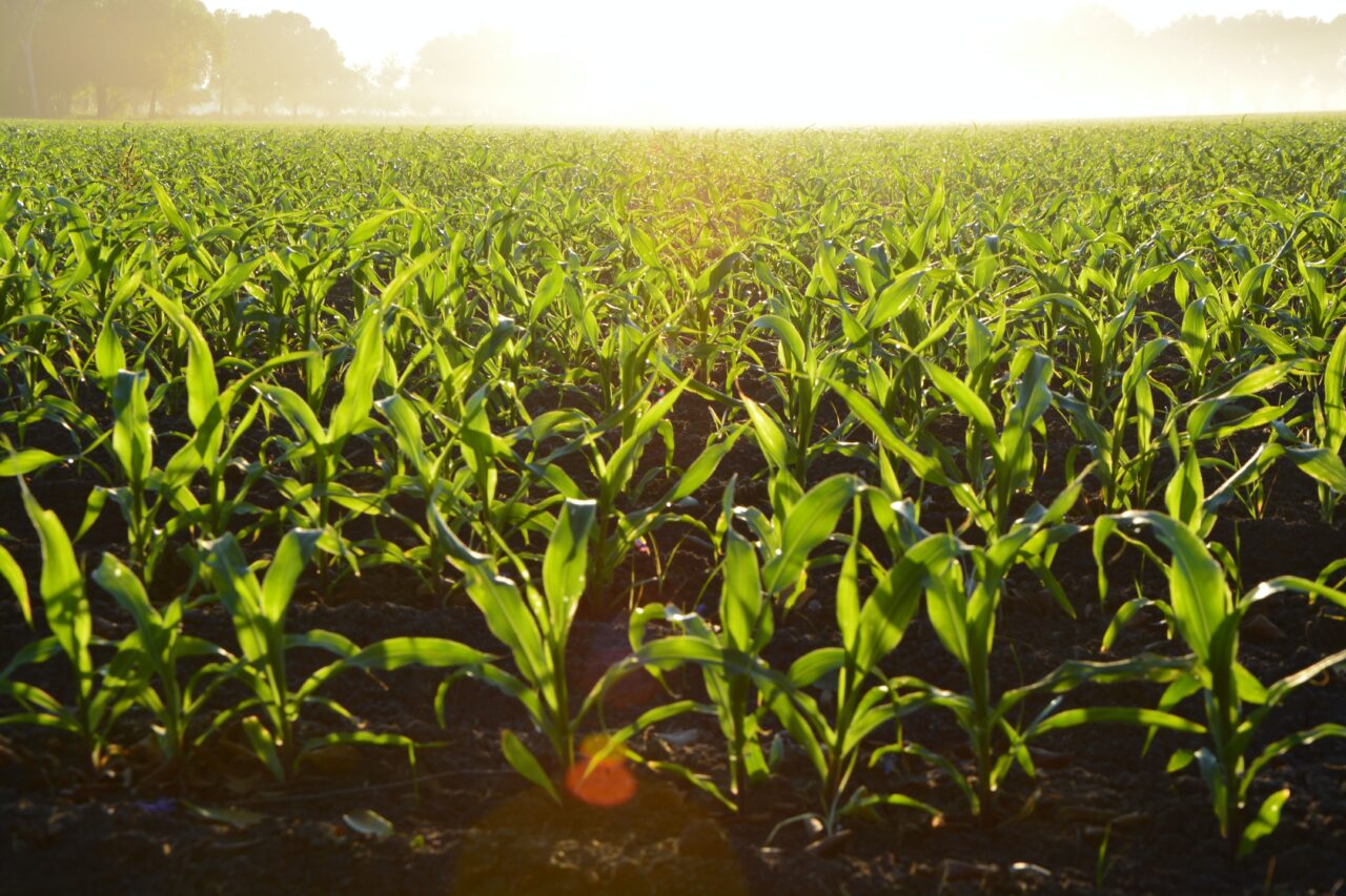 Carbon Farming