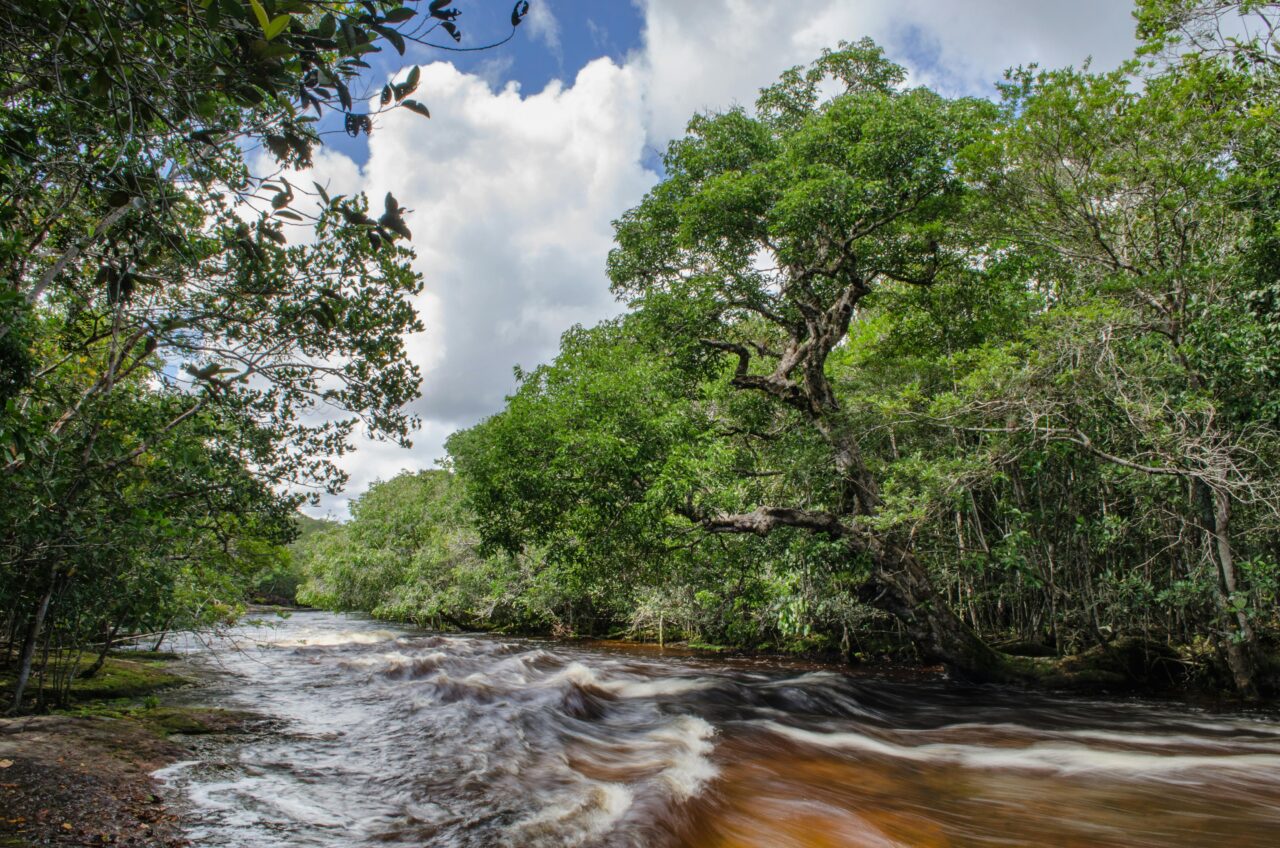 amazzonia deforestazione 2025