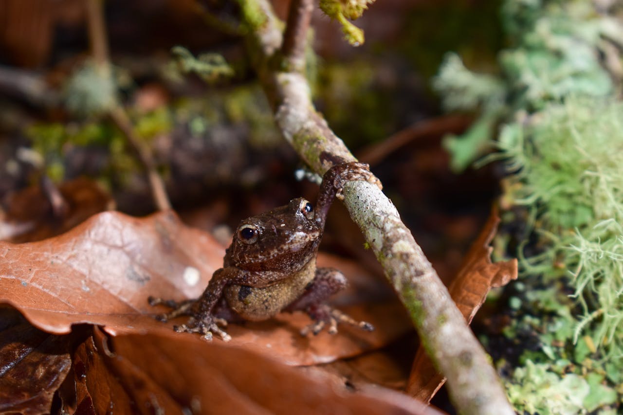 biodiversità