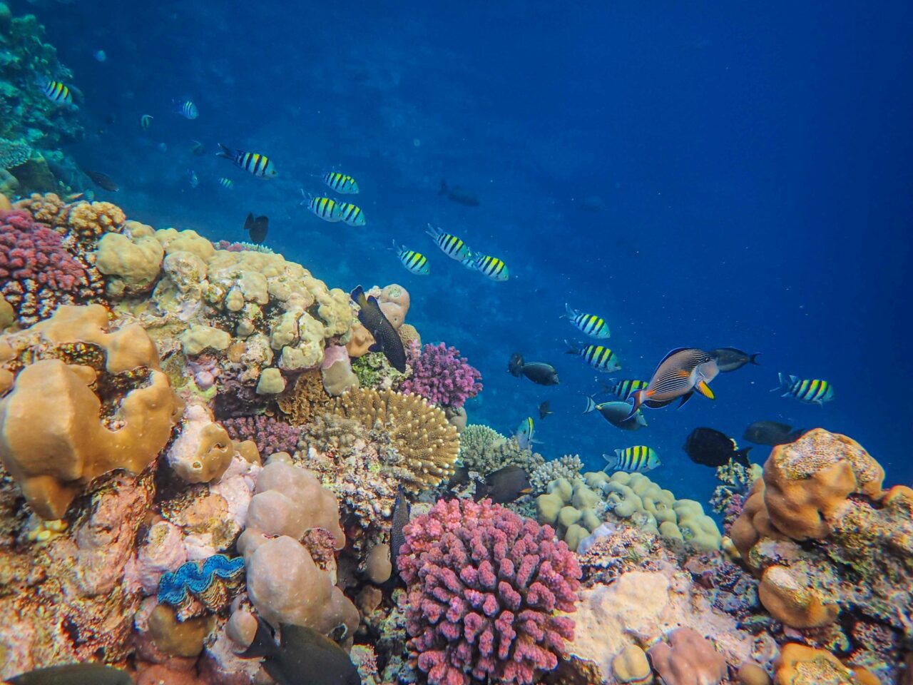 ecosistemi marini mediterranei. 