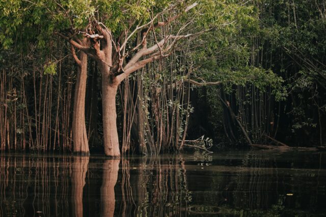 Amazzonia: deforestazione in crescita del 4% tra agosto 2024 e luglio 2025