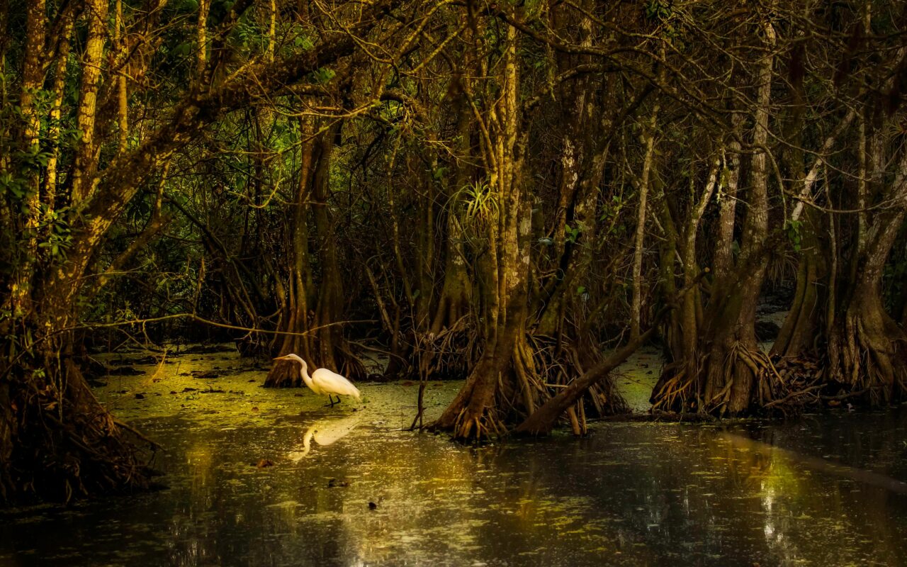 amazzonia deforestazione 2025