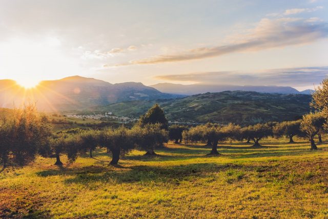 Olivicoltura italiana e crediti di sostenibilità