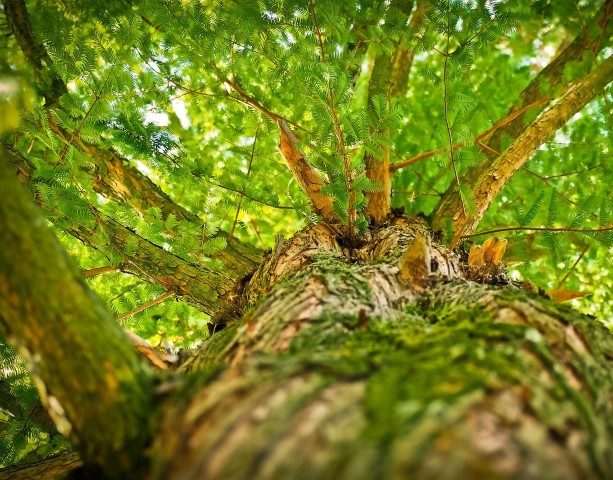 Nasce un #greenteam per la valorizzazione delle foreste: accordo tra Rete Clima e PEFC Italia