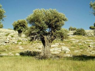 Ulivi in Palestina: un progetto di natura e di pace